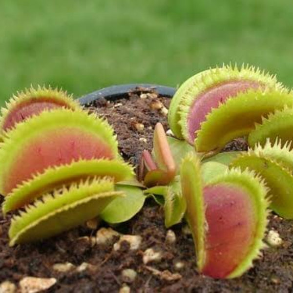 Venus Flytrap SL024 OP Seeds