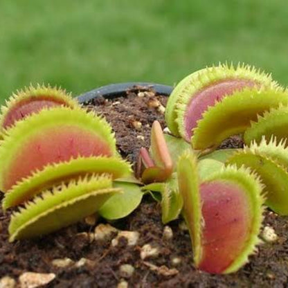 Venus Flytrap SL024 OP Seeds