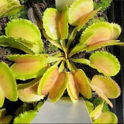 Venus Flytrap SL024 OP Seeds