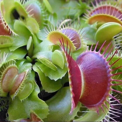 Venus Flytrap SW Giant Seeds 