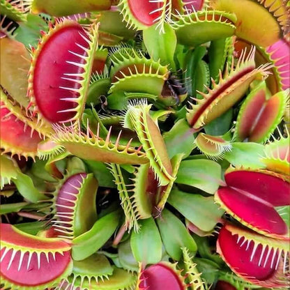 Venus Flytrap SW Giant Seeds 