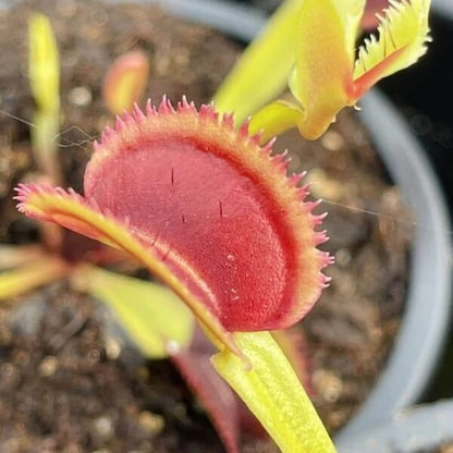Venus Flytrap Sawtooth Mix Seeds 