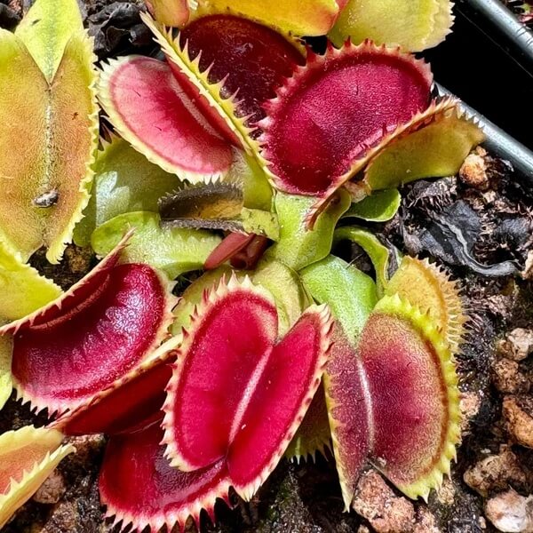 Venus Flytrap Sawtooth Mix Seeds 