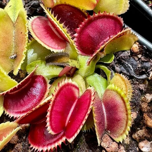 Venus Flytrap Sawtooth Mix Seeds 