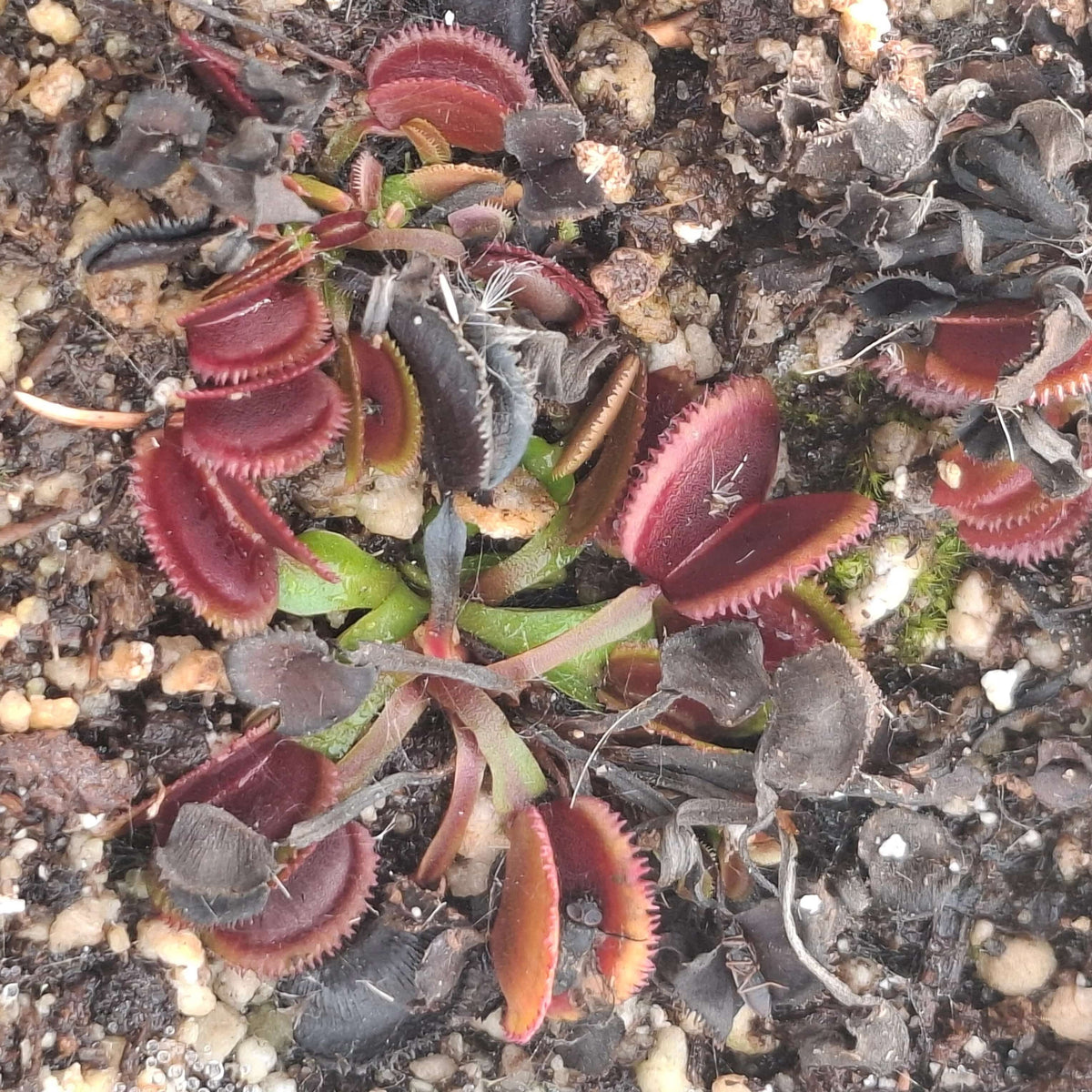 Venus Flytrap Sawtooth Mix Seeds 