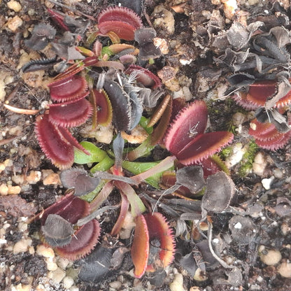 Venus Flytrap Sawtooth Mix Seeds 
