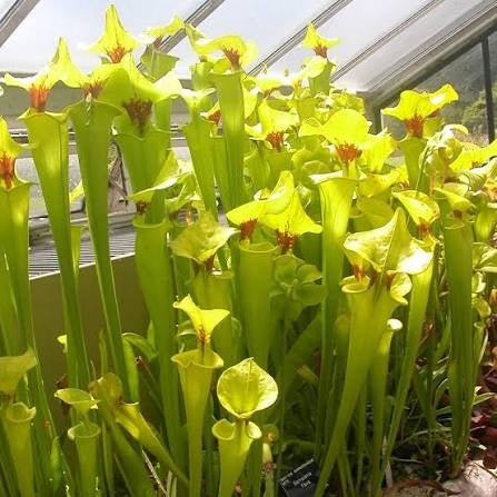 Venus Flytrap Short Teeth Seeds