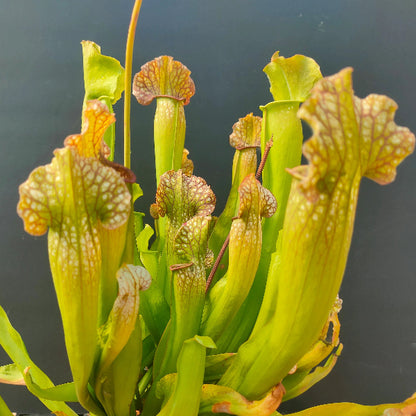 Venus Flytrap Short Teeth Seeds