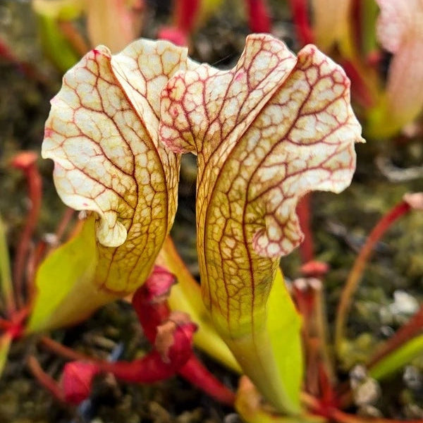 Venus Flytrap Short Teeth Seeds
