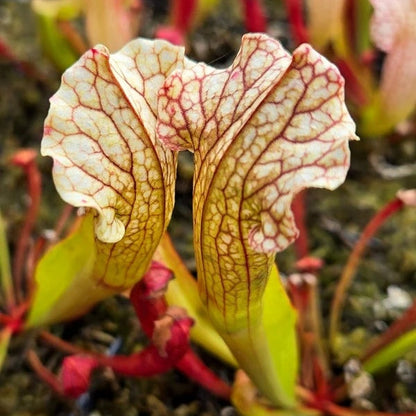 Venus Flytrap Short Teeth Seeds