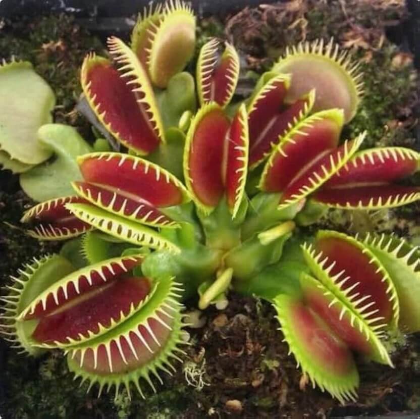 Venus Flytrap Slacks Giant Seeds 