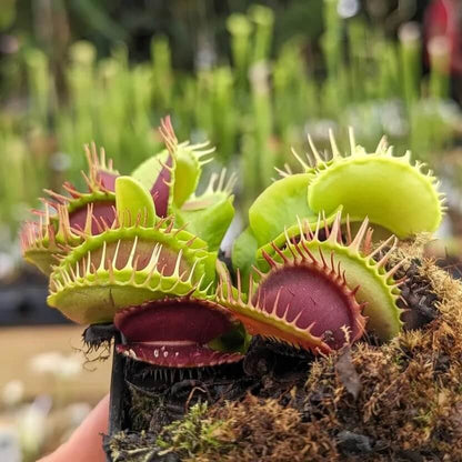 Venus Flytrap Slacks Giant Seeds 
