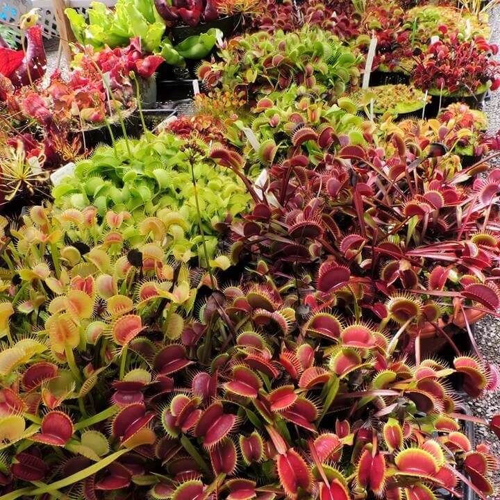 Venus Flytrap Slacks Giant Seeds 