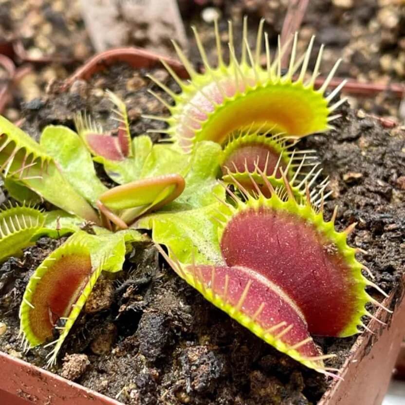 Venus Flytrap Slacks Giant Seeds 