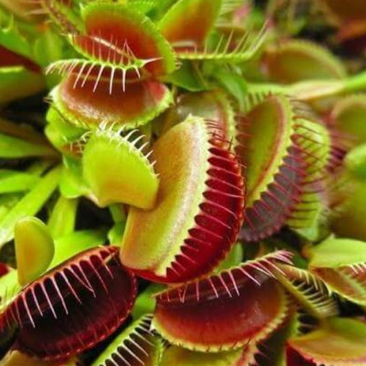 Venus Flytrap South West Giant Seeds