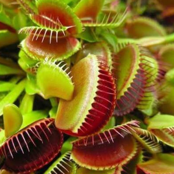 Venus Flytrap Titan Seeds 