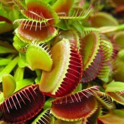 Venus Flytrap Titan Seeds 