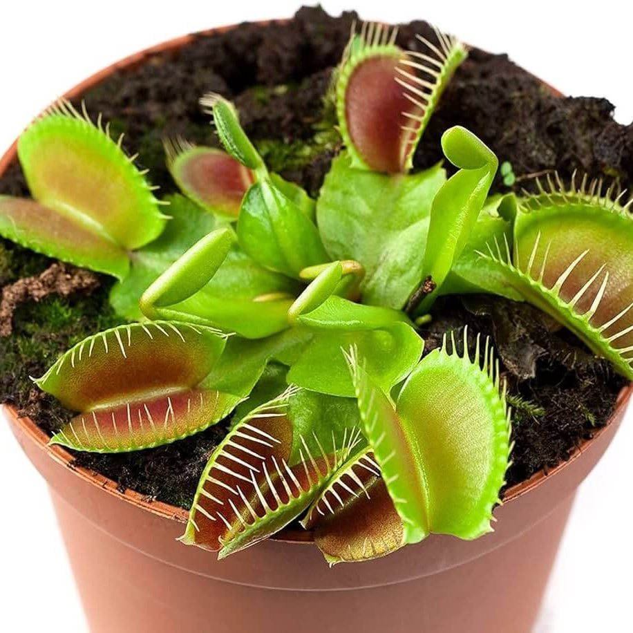 Venus Flytrap Titan Seeds 