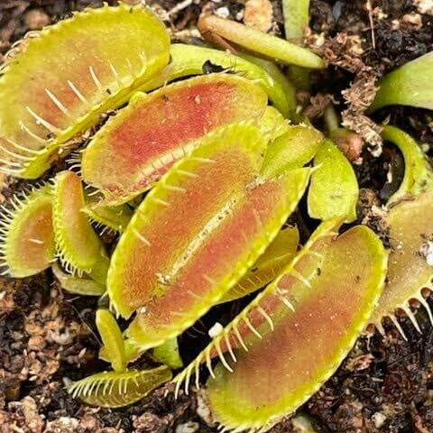 Venus Flytrap Wave Clip OP Seeds
