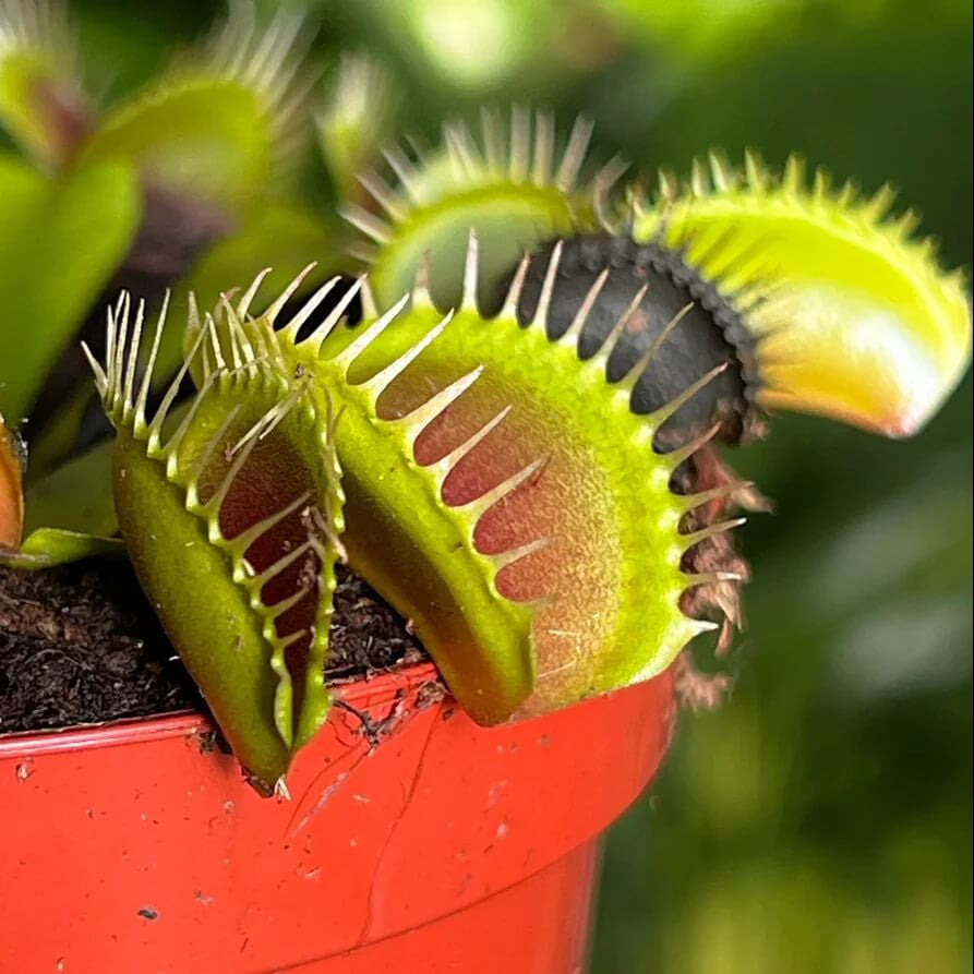 Venus Flytrap seeds - Flower Plant