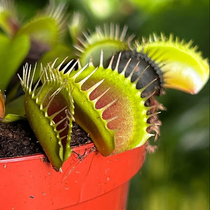 Venus Flytrap seeds - Flower Plant