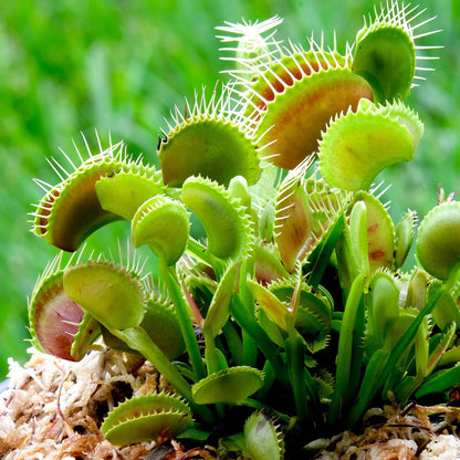 Venus Flytrap seeds - Flower Plant