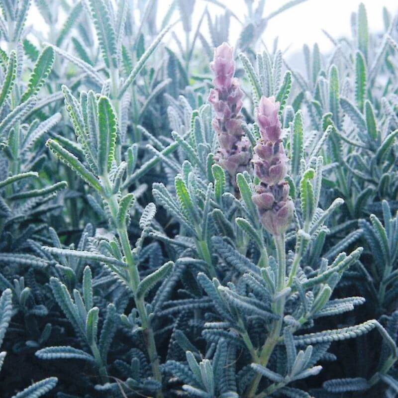 Vera Lavender Seeds - Heirloom Flower Plant for Home Gardens