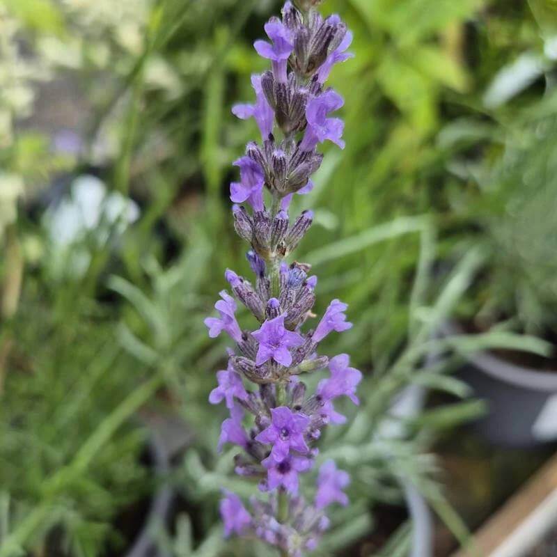 Vera Lavender Seeds - Heirloom Flower Plant for Home Gardens