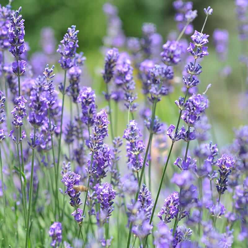 Vera Lavender Seeds - Heirloom Flower Plant for Home Gardens
