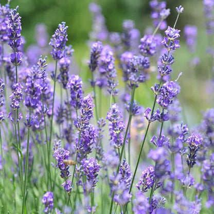 Vera Lavender Seeds - Heirloom Flower Plant for Home Gardens