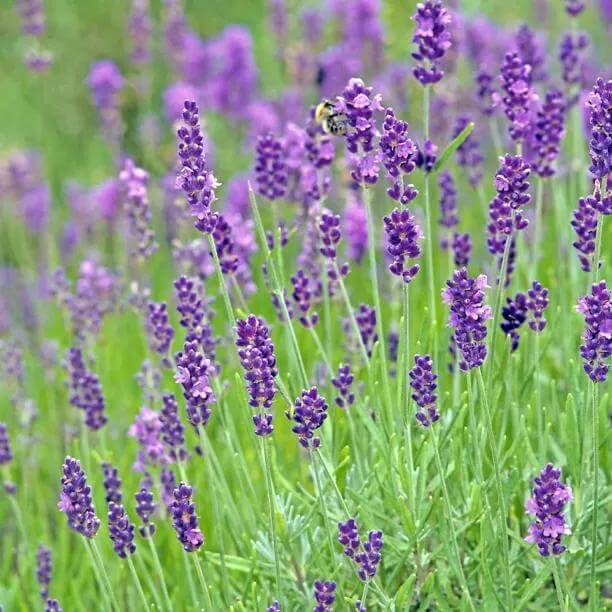 Vera Lavender Seeds - Heirloom Flower Plant for Home Gardens