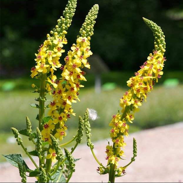 Verbascum Thapsus seeds - Herbal Plant