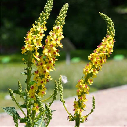 Verbascum Thapsus seeds - Herbal Plant
