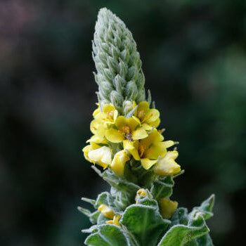 Verbascum Thapsus seeds - Herbal Plant