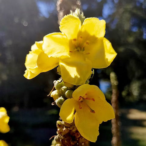 Verbascum densiflorum Mullein Seeds 