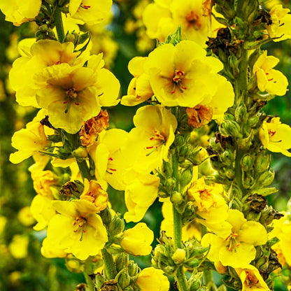 Verbascum densiflorum Mullein Seeds 