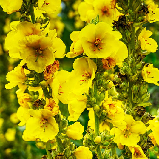 Verbascum densiflorum Mullein Seeds 