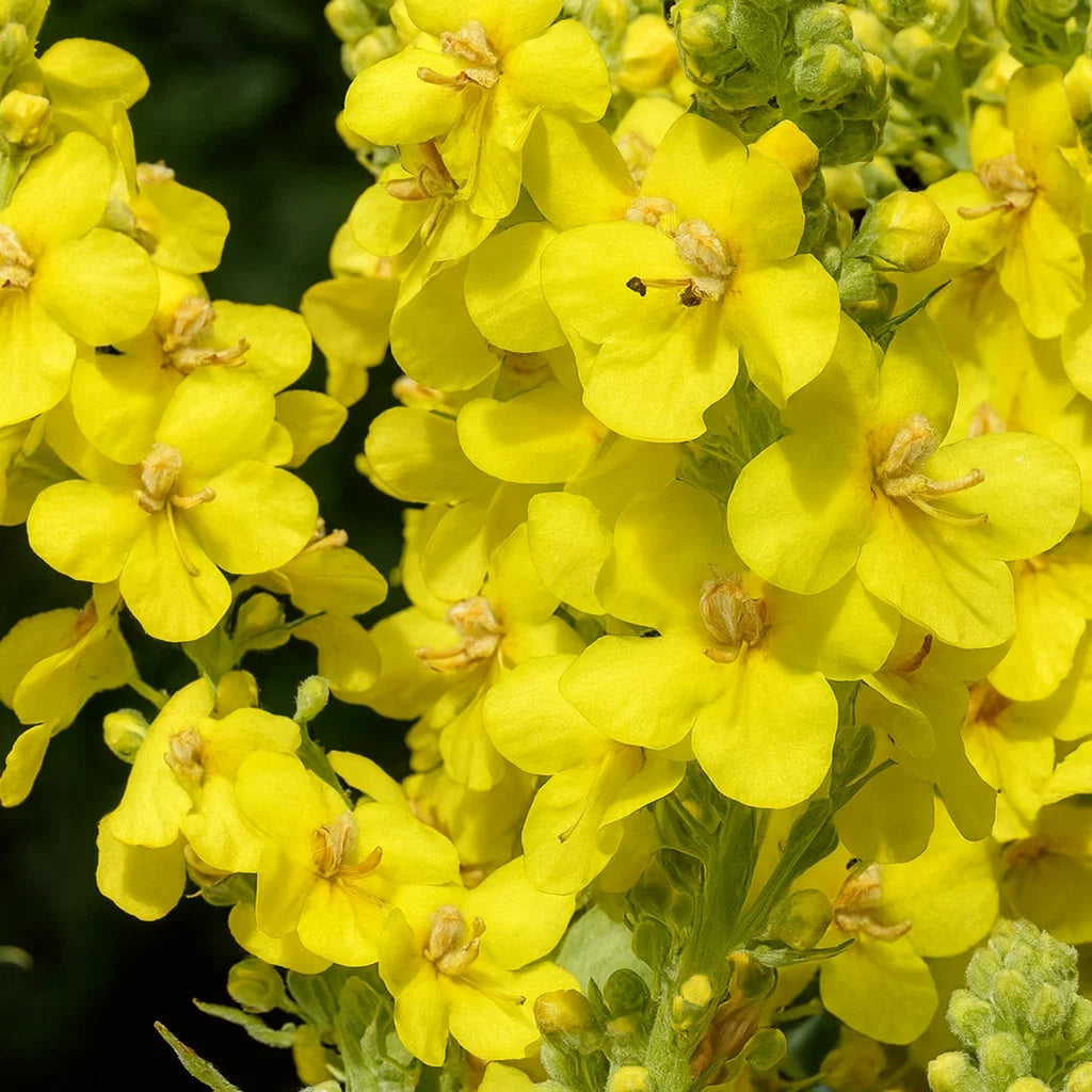 Verbascum densiflorum Mullein Seeds 