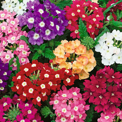 Garden Verbena Seeds - Flower Plant