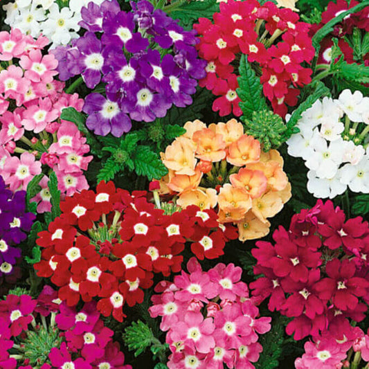 Garden Verbena Seeds - Flower Plant