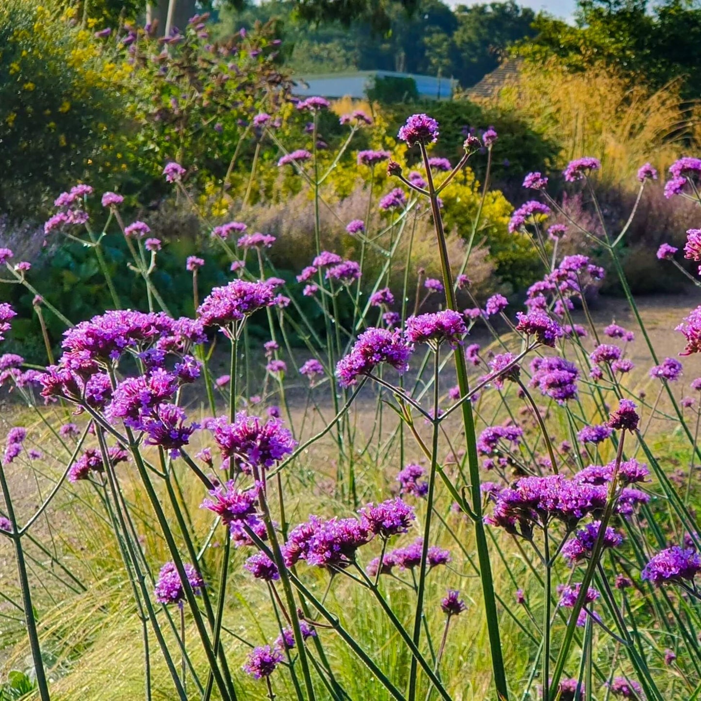 Verbena Bonariensis Seeds