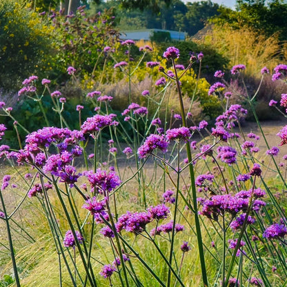 Verbena Bonariensis Seeds