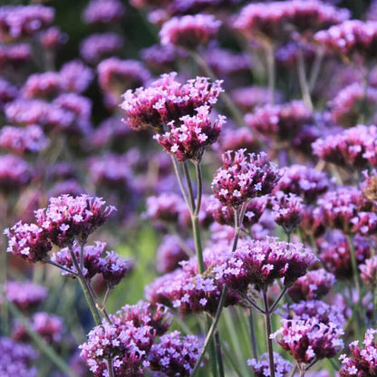 Verbena Bonariensis Seeds