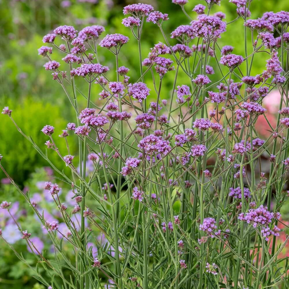 Verbena Bonariensis Seeds