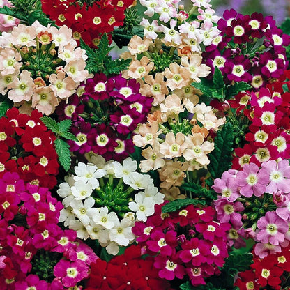Verbena Seeds 