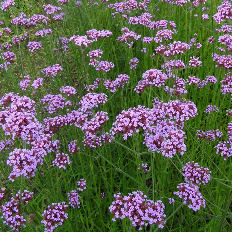 Verbena Seeds