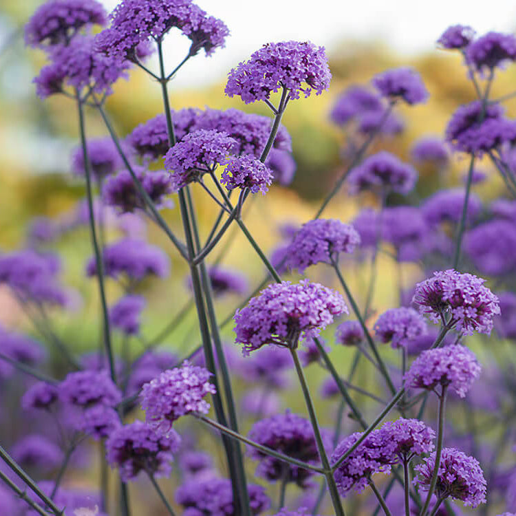 Verbena Seeds