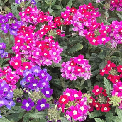 Verbena Seeds
