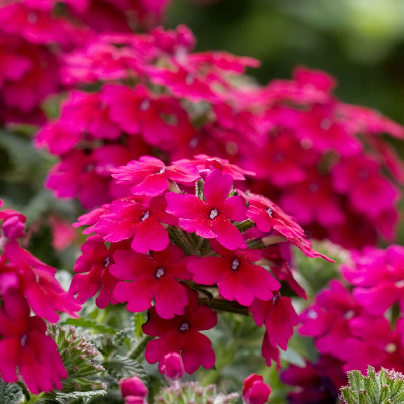 Verbena Seeds