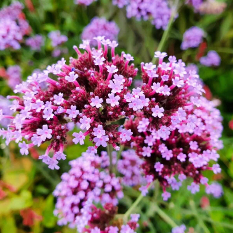 Verbena Seeds
